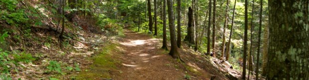 Estivant Pines